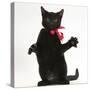 Black Kitten, Buxie, 3 Months Old, Wearing a Pink Bow-Mark Taylor-Stretched Canvas