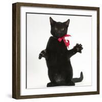 Black Kitten, Buxie, 3 Months Old, Wearing a Pink Bow-Mark Taylor-Framed Photographic Print