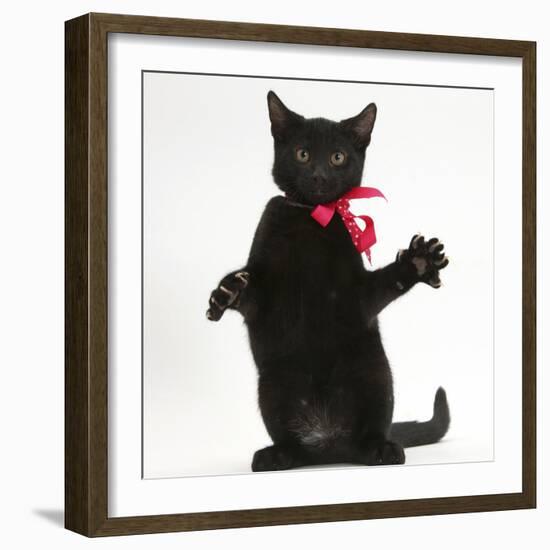Black Kitten, Buxie, 3 Months Old, Wearing a Pink Bow-Mark Taylor-Framed Photographic Print