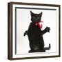 Black Kitten, Buxie, 3 Months Old, Wearing a Pink Bow-Mark Taylor-Framed Photographic Print