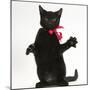 Black Kitten, Buxie, 3 Months Old, Wearing a Pink Bow-Mark Taylor-Mounted Photographic Print