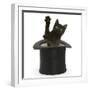 Black Kitten, Charkle, 10 Weeks, Popping Out of a Black Top Hat-Mark Taylor-Framed Photographic Print