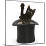 Black Kitten, Charkle, 10 Weeks, Popping Out of a Black Top Hat-Mark Taylor-Mounted Photographic Print