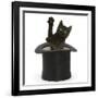 Black Kitten, Charkle, 10 Weeks, Popping Out of a Black Top Hat-Mark Taylor-Framed Photographic Print