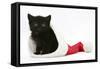 Black Kitten in a Father Christmas Hat-Mark Taylor-Framed Stretched Canvas