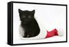 Black Kitten in a Father Christmas Hat-Mark Taylor-Framed Stretched Canvas