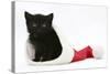 Black Kitten in a Father Christmas Hat-Mark Taylor-Stretched Canvas