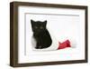 Black Kitten in a Father Christmas Hat-Mark Taylor-Framed Photographic Print