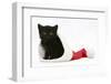 Black Kitten in a Father Christmas Hat-Mark Taylor-Framed Photographic Print