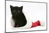 Black Kitten in a Father Christmas Hat-Mark Taylor-Mounted Photographic Print