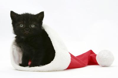 kitten christmas hat