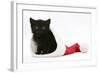 Black Kitten in a Father Christmas Hat-Mark Taylor-Framed Photographic Print