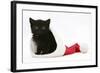 Black Kitten in a Father Christmas Hat-Mark Taylor-Framed Photographic Print