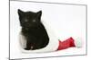 Black Kitten in a Father Christmas Hat-Mark Taylor-Mounted Photographic Print