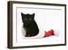 Black Kitten in a Father Christmas Hat-Mark Taylor-Framed Photographic Print