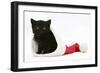 Black Kitten in a Father Christmas Hat-Mark Taylor-Framed Photographic Print