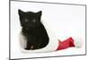 Black Kitten in a Father Christmas Hat-Mark Taylor-Mounted Photographic Print