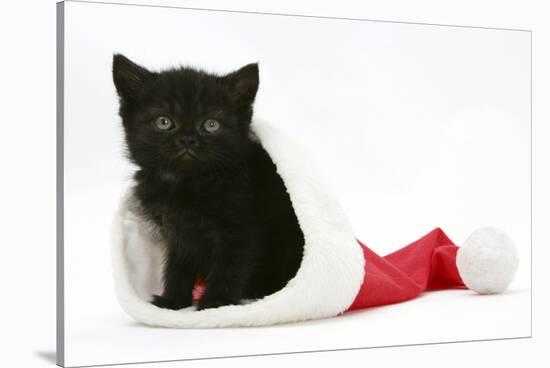 Black Kitten in a Father Christmas Hat-Mark Taylor-Stretched Canvas