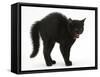 Black Kitten in Defensive Witch's Cat Display with Back Arched and Hair Standing Up-Mark Taylor-Framed Stretched Canvas