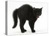 Black Kitten in Defensive Witch's Cat Display with Back Arched and Hair Standing Up-Mark Taylor-Stretched Canvas