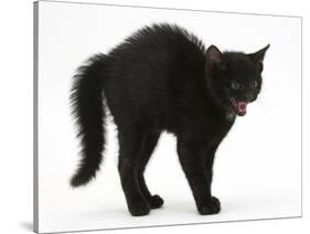 Black Kitten in Defensive Witch's Cat Display with Back Arched and Hair Standing Up-Mark Taylor-Stretched Canvas