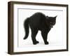 Black Kitten in Defensive Witch's Cat Display with Back Arched and Hair Standing Up-Mark Taylor-Framed Premium Photographic Print