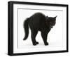 Black Kitten in Defensive Witch's Cat Display with Back Arched and Hair Standing Up-Mark Taylor-Framed Premium Photographic Print