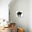 Black Kitten in Defensive Witch's Cat Display with Back Arched and Hair Standing Up-Mark Taylor-Photographic Print displayed on a wall