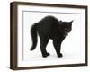 Black Kitten in Defensive Witch's Cat Display with Back Arched and Hair Standing Up-Mark Taylor-Framed Photographic Print
