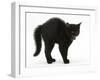Black Kitten in Defensive Witch's Cat Display with Back Arched and Hair Standing Up-Mark Taylor-Framed Photographic Print