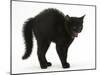 Black Kitten in Defensive Witch's Cat Display with Back Arched and Hair Standing Up-Mark Taylor-Mounted Photographic Print