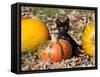 Black Kitten on Pumpkin-Lynn M^ Stone-Framed Stretched Canvas