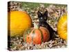 Black Kitten on Pumpkin-Lynn M^ Stone-Stretched Canvas