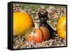 Black Kitten on Pumpkin-Lynn M^ Stone-Framed Stretched Canvas