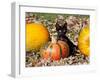 Black Kitten on Pumpkin-Lynn M^ Stone-Framed Premium Photographic Print