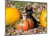 Black Kitten on Pumpkin-Lynn M^ Stone-Mounted Premium Photographic Print