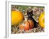 Black Kitten on Pumpkin-Lynn M^ Stone-Framed Photographic Print