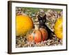 Black Kitten on Pumpkin-Lynn M^ Stone-Framed Photographic Print