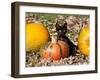 Black Kitten on Pumpkin-Lynn M^ Stone-Framed Photographic Print