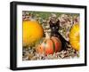 Black Kitten on Pumpkin-Lynn M^ Stone-Framed Photographic Print
