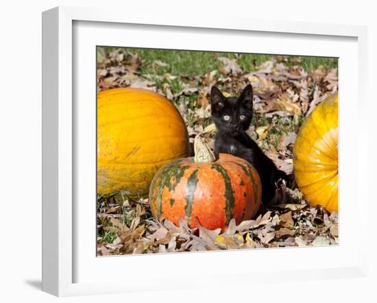 Black Kitten on Pumpkin-Lynn M^ Stone-Framed Photographic Print