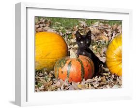 Black Kitten on Pumpkin-Lynn M^ Stone-Framed Photographic Print