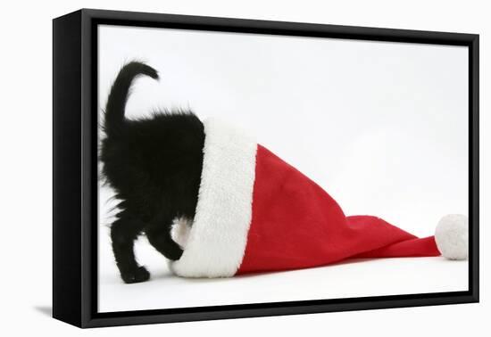 Black Kitten Playing in a Father Christmas Hat-Mark Taylor-Framed Stretched Canvas