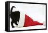 Black Kitten Playing in a Father Christmas Hat-Mark Taylor-Framed Stretched Canvas