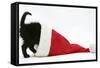 Black Kitten Playing in a Father Christmas Hat-Mark Taylor-Framed Stretched Canvas