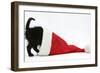 Black Kitten Playing in a Father Christmas Hat-Mark Taylor-Framed Photographic Print