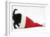Black Kitten Playing in a Father Christmas Hat-Mark Taylor-Framed Photographic Print