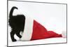 Black Kitten Playing in a Father Christmas Hat-Mark Taylor-Mounted Photographic Print