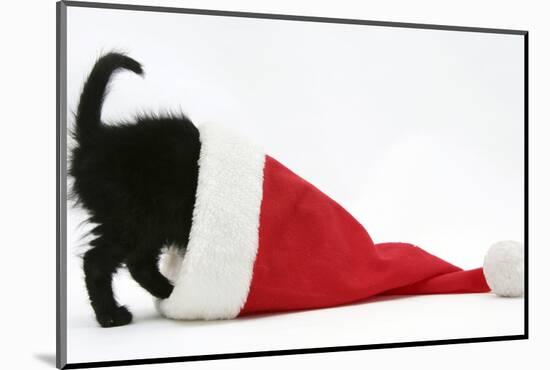 Black Kitten Playing in a Father Christmas Hat-Mark Taylor-Mounted Photographic Print