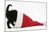 Black Kitten Playing in a Father Christmas Hat-Mark Taylor-Mounted Photographic Print